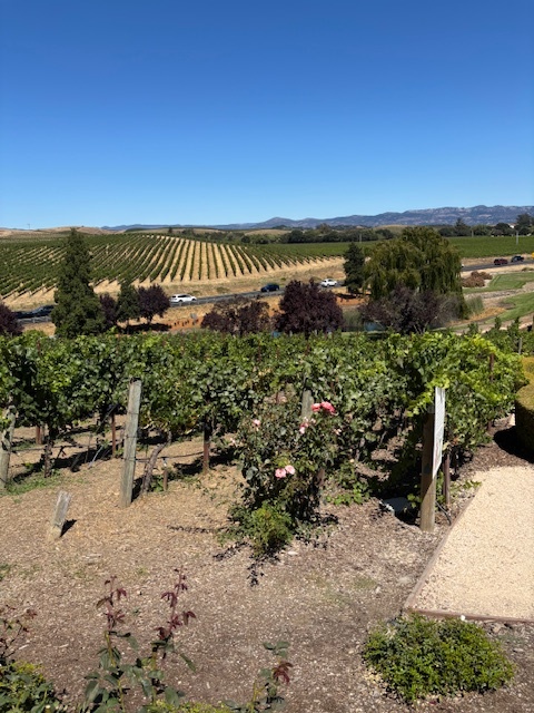 Vineyard landscape